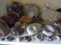 Sbírka zkamenělin nalezených v obl. Mikulčic