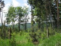 Trasa převodu - Jezvinecký les