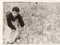 Ioannis Nitsios- sběr bavlny v okolí Taškentu