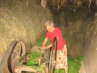 Emílie Kuročenko při práci na sekačce, která byla za první republiky přivezena z Československa