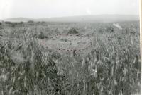Žitné pole u Bolíkovic, kde byl zabit bratr Antonín Plichta