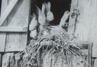 12 - babiččiny králíci - Kamenice 1939