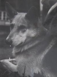 Pes Rit, kterého po zatčení otce zastřelil německý voják