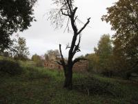 Ruiny největšího hospodářství rodiny Koblitz, které zůstaly jediným pozůstatkem domů v zaniklé obci Hřibová 