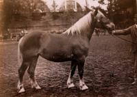 The Fuksa mare