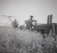 Práce na poli v roce 1947. Jan Sklenář mladší řídí traktor