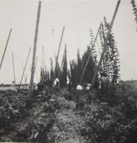 Sklizeň chmele v roce 1948