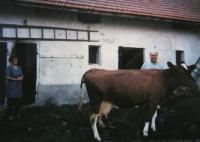 The cow Barča