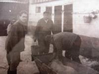 Pig slaughter was forbidden to the Novák family in the 1950s
