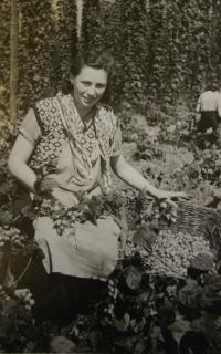 Harvesting hop in the town of Žatec (1947)