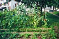 Pamětníkova zahrada je přirozená, s trochou romantiky