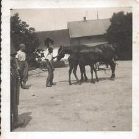 Koně u hospodářství Jarkovských