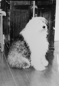 The dog Shola, prefiguration of the Maxipes Fik 