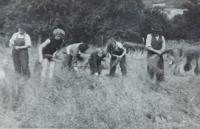 The Cikryt family during flax harvest in Terezín (Petrov nad Desnou)