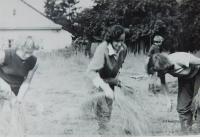 The Cikryt sisters during the harvest of flax in Terezín (Petrov nad Desnou)