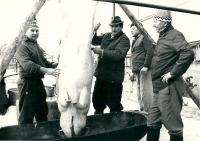 Zabijačka, zleva: Josef Nedvídek, řezník Malecký a Eduard Nedvídek mladší a starší, 60. léta 20. století