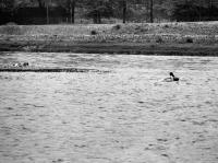 Akce Ptáci, rok 1975