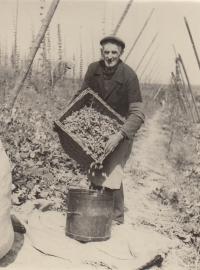 tatínek na rodinné chmelové brigádě