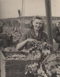 sestra Miluška na rodinné chmelové brigádě