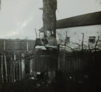 Na státním statku v obci Plučisko, kam rodinu poslali na zemědělské práce