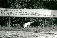 Ivo Mludek / PF 1988