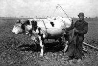 Ezra Perl-nucené práce v Protektorátu