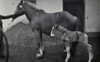 Slepá kobyla Fuchsa s hříbětem / nevlastní otec Květoslavy Blahutové Josef Kubica získal Fuchsu v létě 1945, když mu před tím všechny koně odvedli vojáci Rudé armády