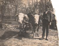 Franjica's husband Franja with cows; village Drlez, municipality of Badijevina, Croatia