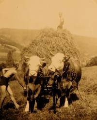 Rodina při práci na poli ve Štědrákově Lhotě