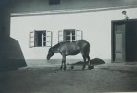 The family farm in Plechy in 1946