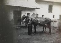 Jaroslav Kunstfeld na rodiném hospodářství s koňmi Gustinou a Noniusem