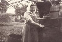 1944 - Jenovefa při vinobraní v Nechorách (areál vinných sklepů)