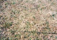 Gornji Vakuf - minové pole