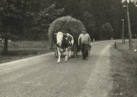 Tchán s povozem u obce Suchý