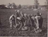 Berta (right), picking potatoes for collective farms 