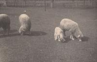 Ovečky na rodinném statku ve vesnici Vinná na Litoměřicku