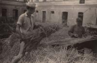 Výmlat sena ve Vinné