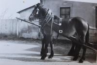 Tažné kobyly Hana a Blanka z hospodářství rodiny Langerů, které v JZD poslali na jatka