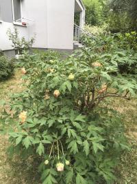 Pivoňka ze zahrady Josefa a Karla Čapka / V Nechvílově ulici č. 1830/18 na Chodově / Jaro 2018