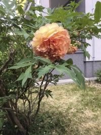 Pivoňka ze zahrady Josefa a Karla Čapka v květu / V Nechvílově ulici č. 1830/18 na Chodově / Jaro 2018