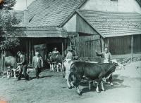 Svoz dobytka ze soukromého statku v Dolní Dobrouči do kravína v JZD asi v roce 1960