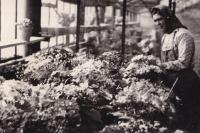 1960 - Věra v zahradnictví v JZD
